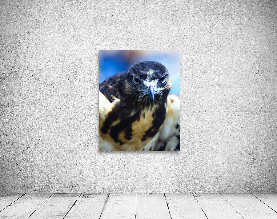Birds  16 Wall Preview