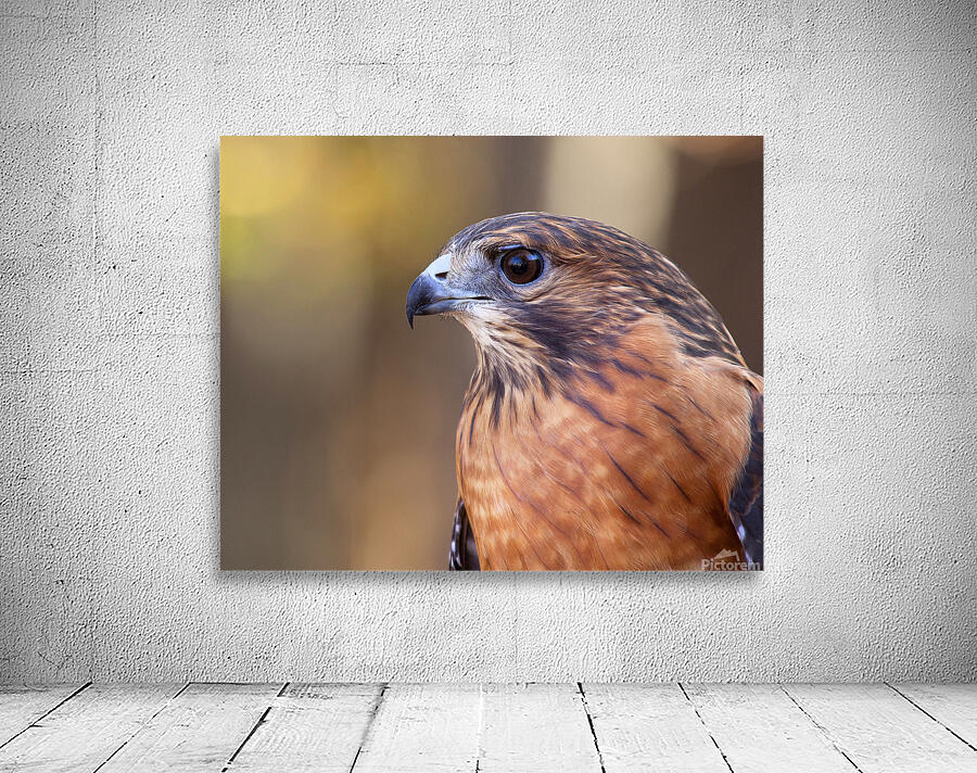 Birds  17 Wall Preview