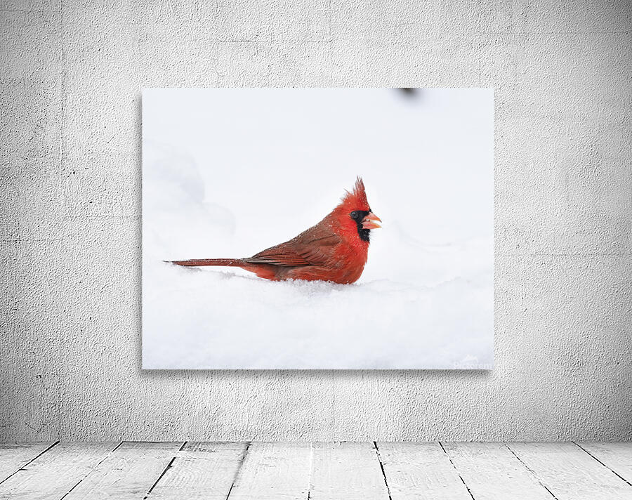 Birds  20 Wall Preview
