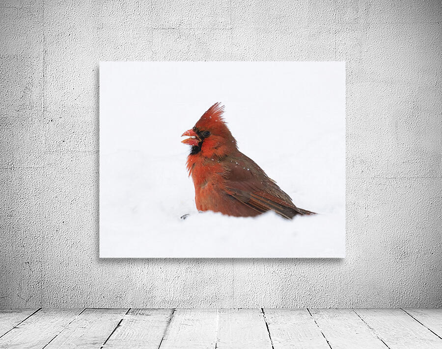 Birds  22 Wall Preview