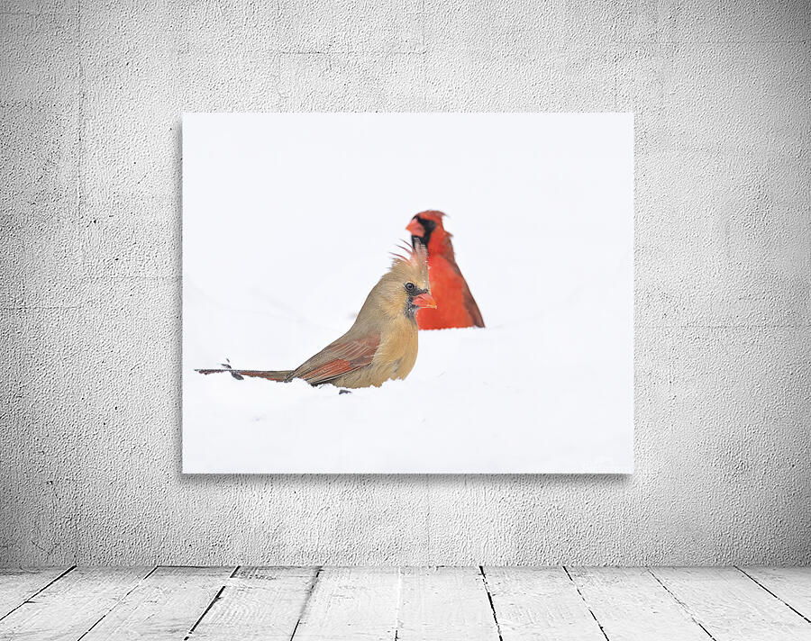 Birds  25 Wall Preview