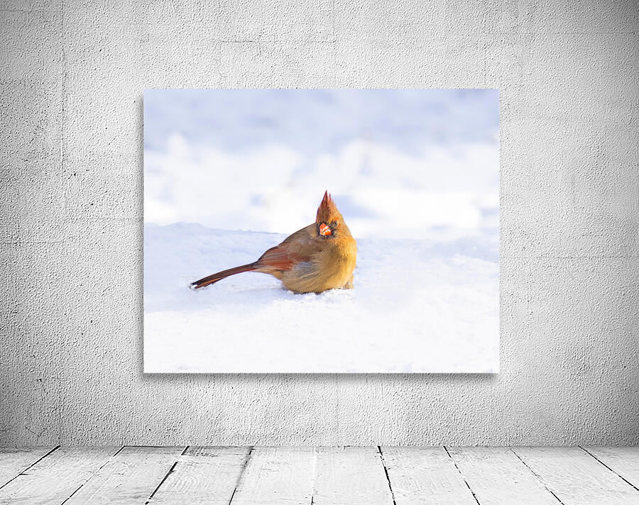 Birds  26 Wall Preview