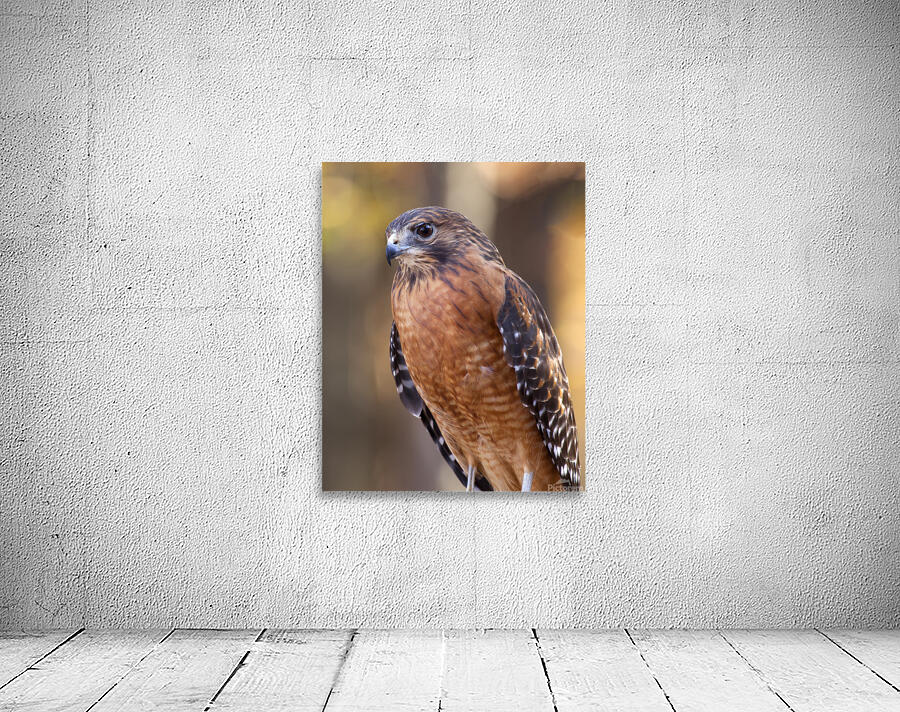 Birds  28 Wall Preview