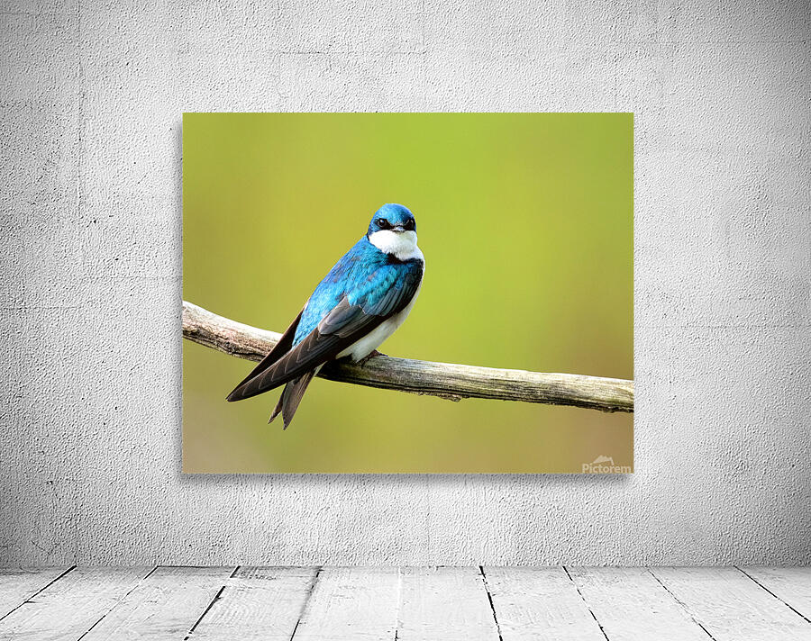 Birds  29 Wall Preview