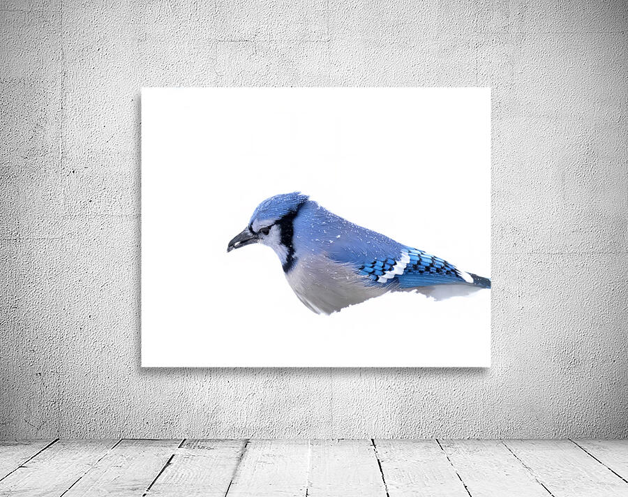 Birds  31 Wall Preview