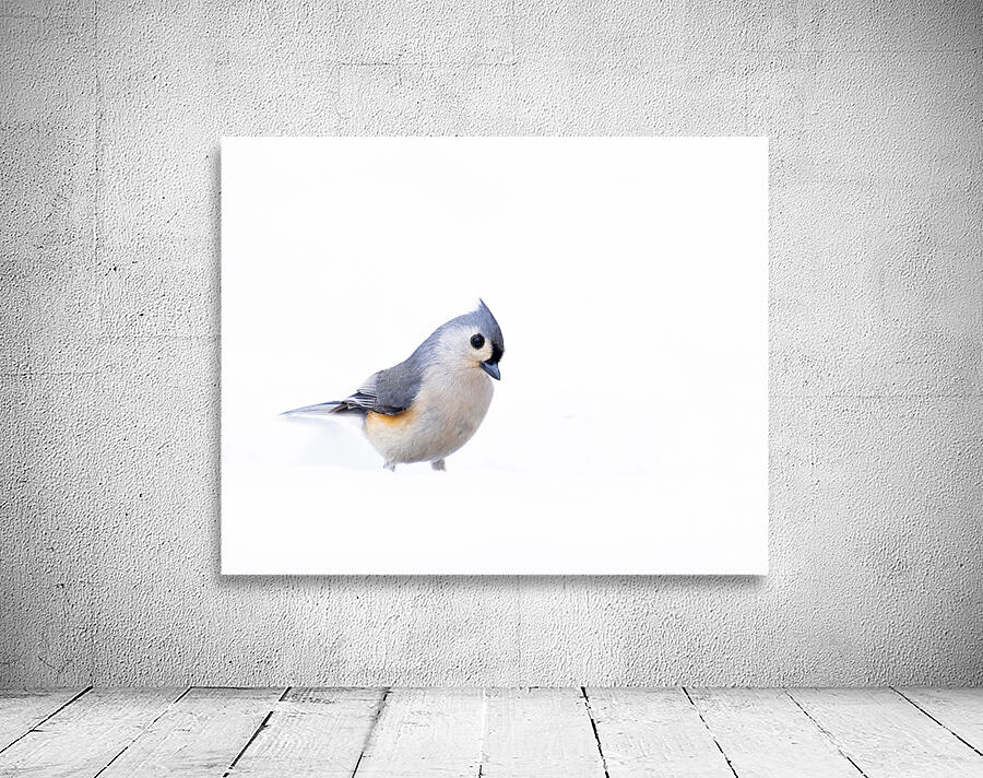 Birds  34 Wall Preview