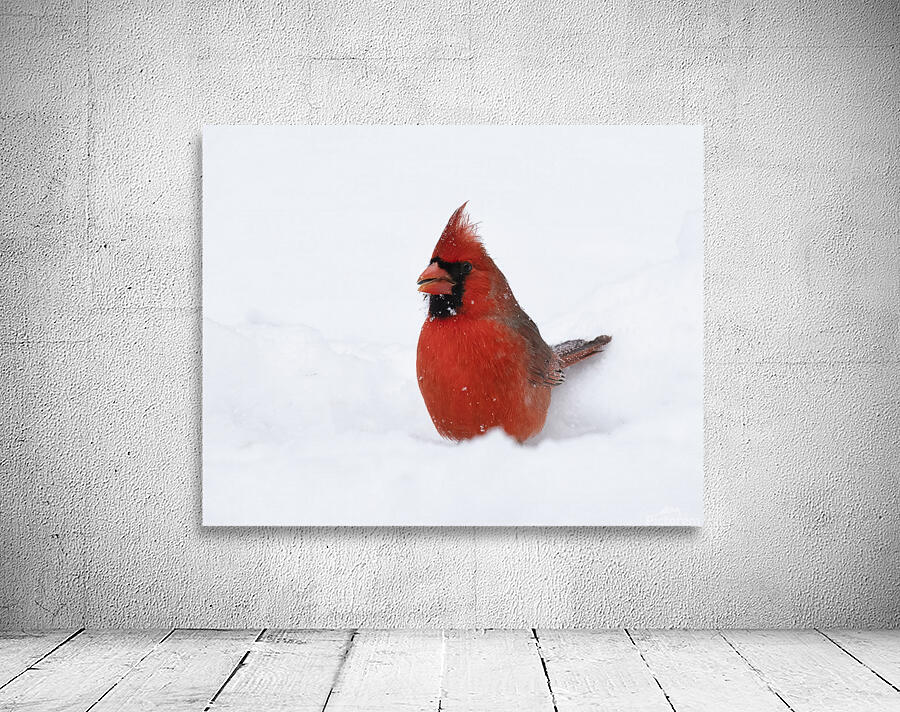 Birds  35 Wall Preview
