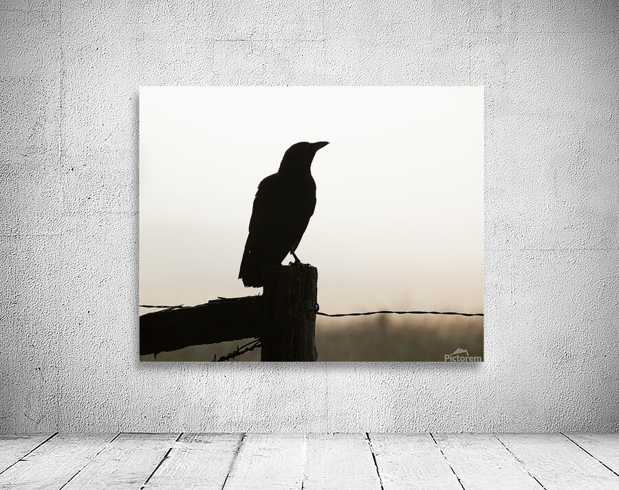Birds  36 Wall Preview