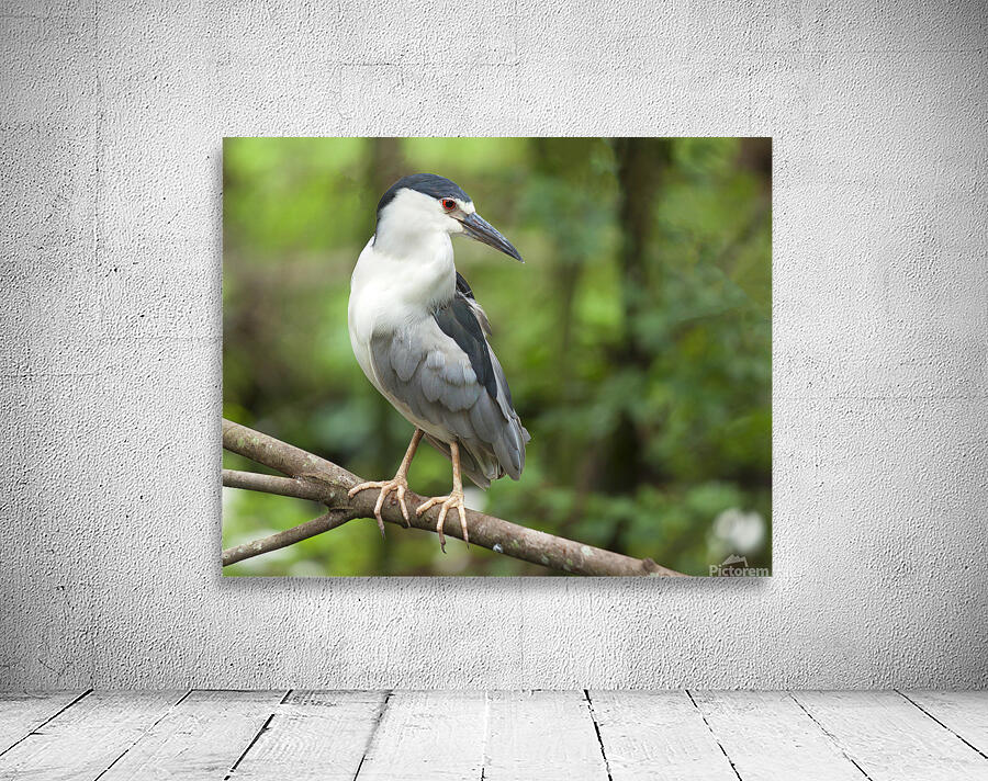 Birds  37 Wall Preview