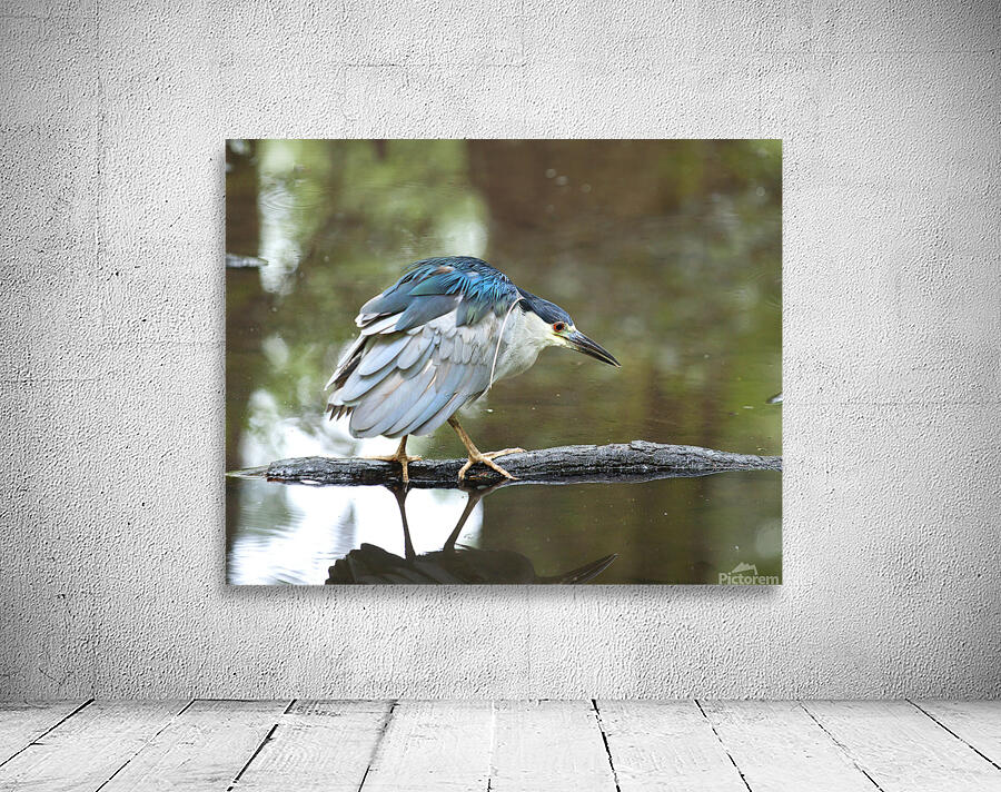 Birds  39 Wall Preview