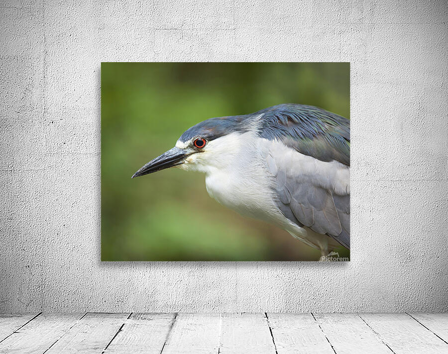 Birds  38 Wall Preview