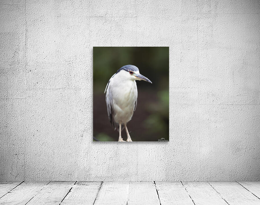 Birds  41 Wall Preview