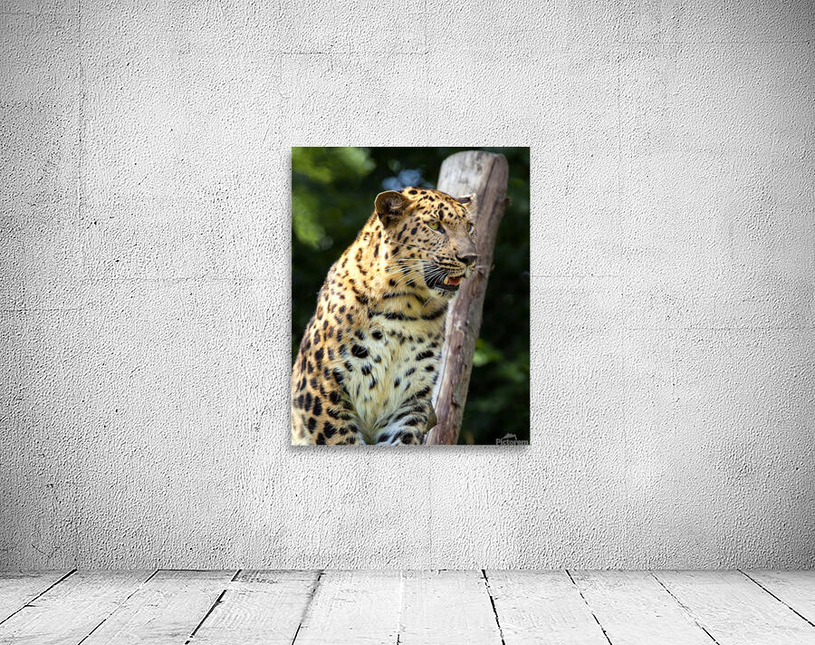 AnimalsInsects 2 Wall Preview
