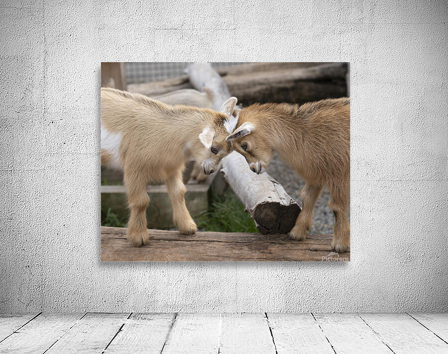 AnimalsInsects 5 Wall Preview