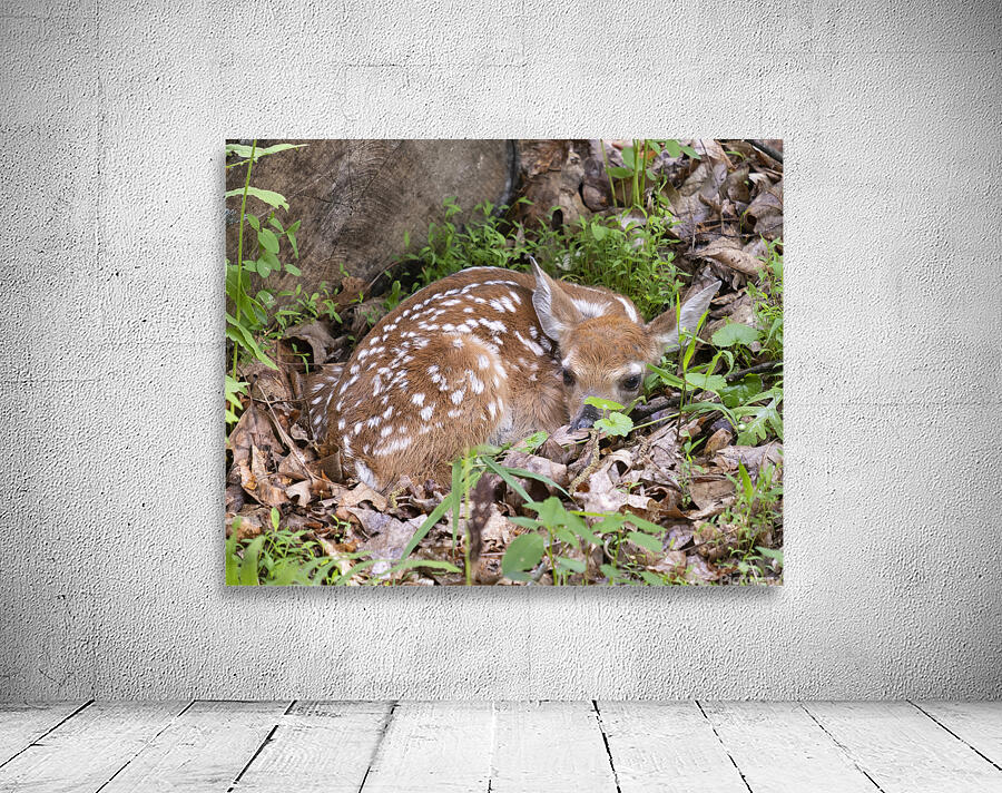 AnimalsInsects 12 Wall Preview