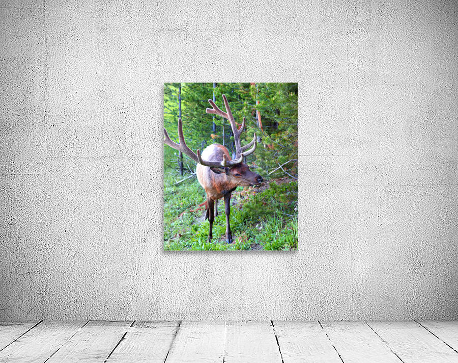 AnimalsInsects 13 Wall Preview