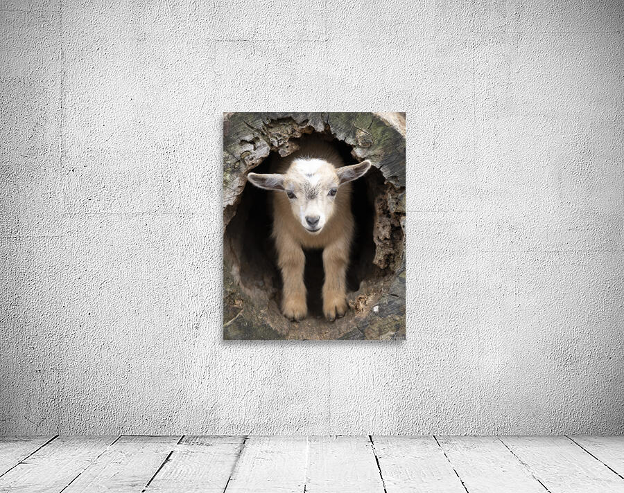 AnimalsInsects 16 Wall Preview