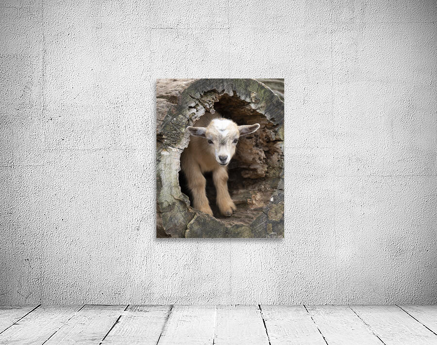 AnimalsInsects 18 Wall Preview