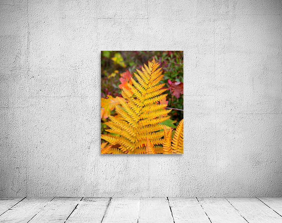 Autumn Color 111 Wall Preview