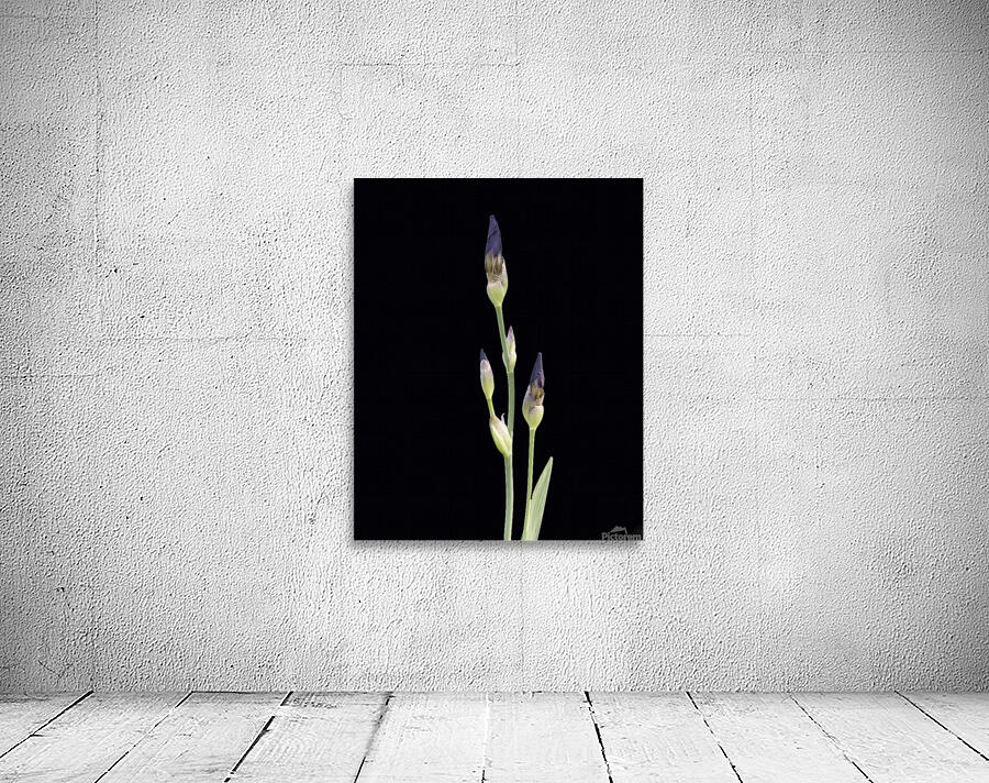 FlowersPlants 4 Wall Preview