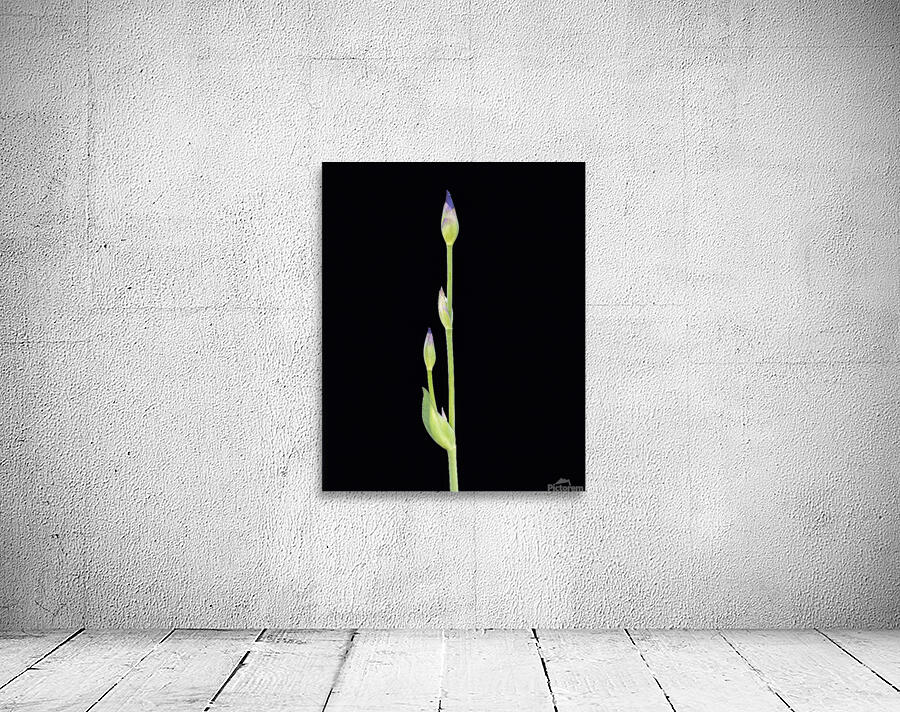 FlowersPlants 6 Wall Preview