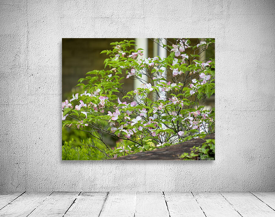 FlowersPlants 12 Wall Preview
