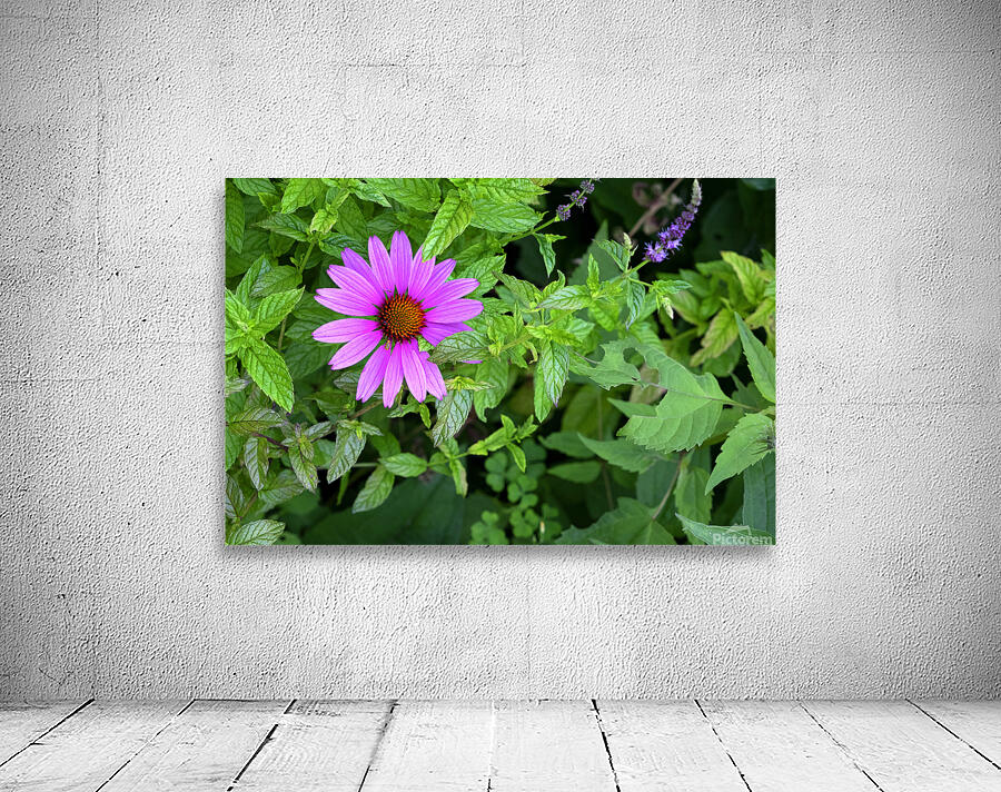 FlowersPlants 13 Wall Preview