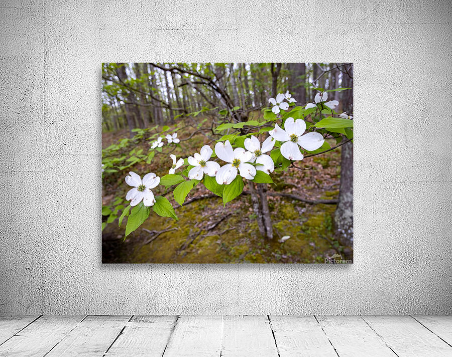 FlowersPlants 17 Wall Preview