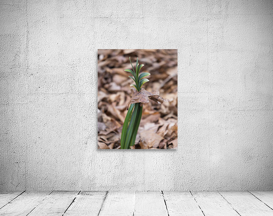 FlowersPlants 21 Wall Preview
