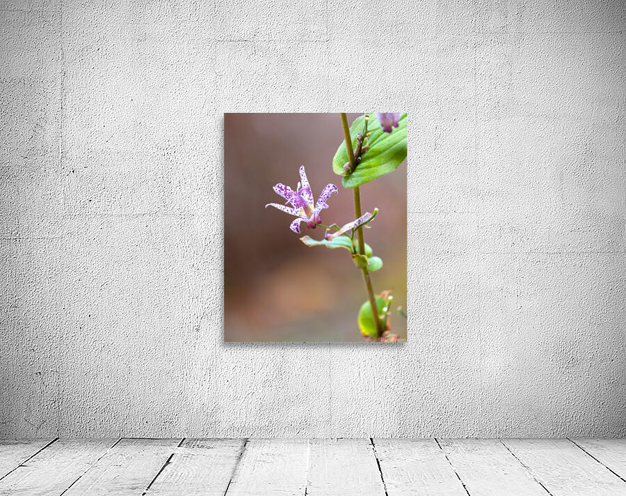 FlowersPlants 25 Wall Preview