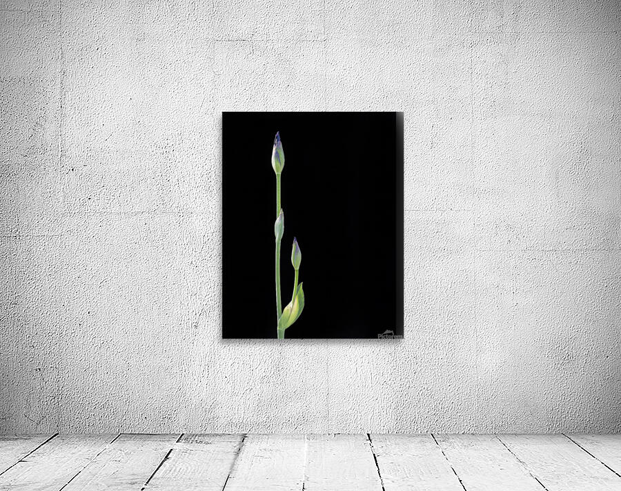 FlowersPlants 28 Wall Preview