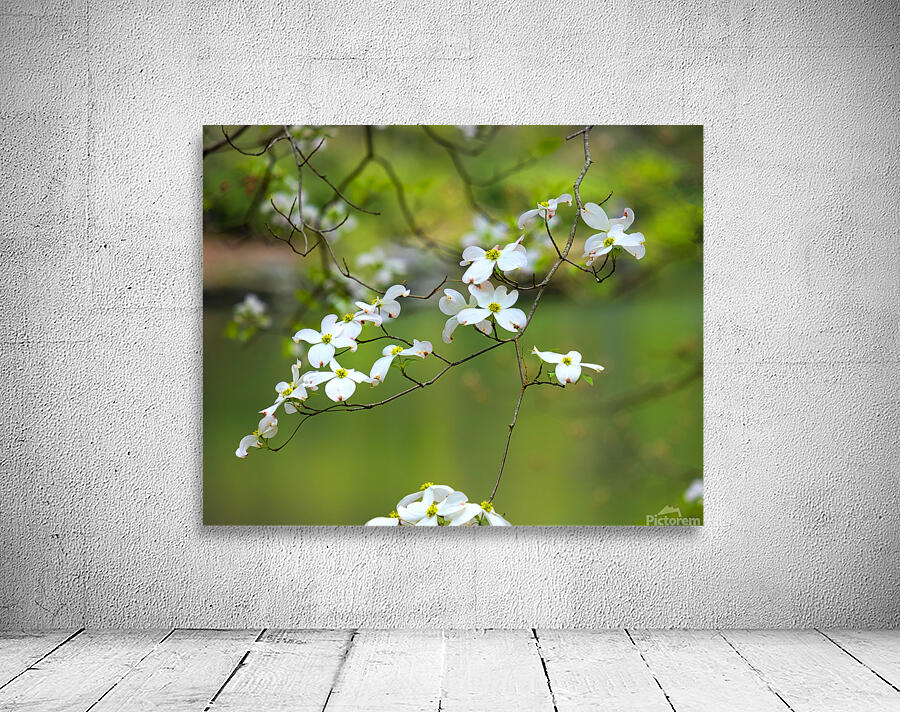 FlowersPlants 33 Wall Preview
