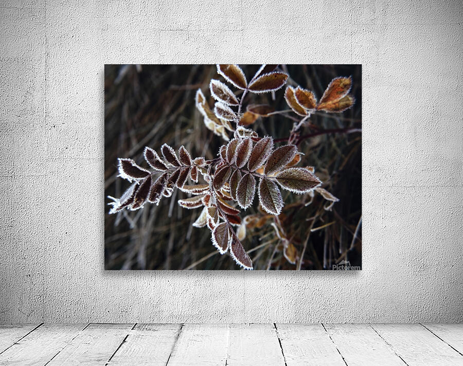 FlowersPlants 35 Wall Preview