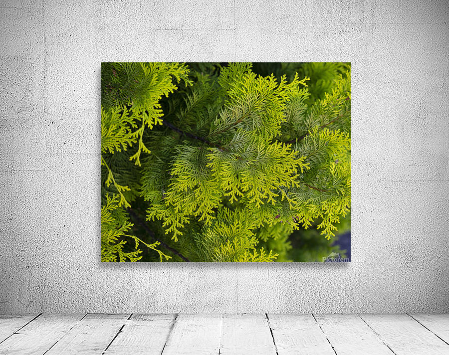 FlowersPlants 38 Wall Preview