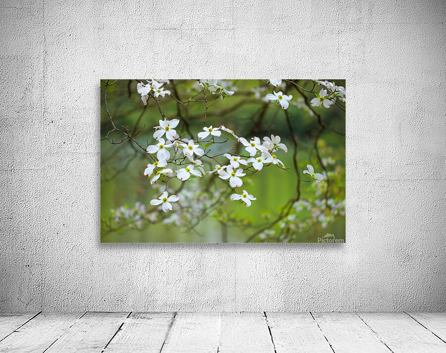 FlowersPlants 39 Wall Preview