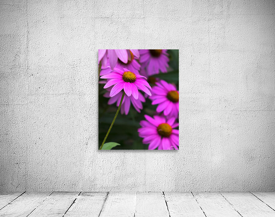 FlowersPlants 41 Wall Preview