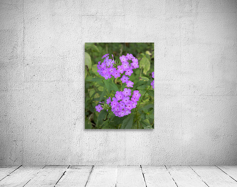 FlowersPlants 46 Wall Preview