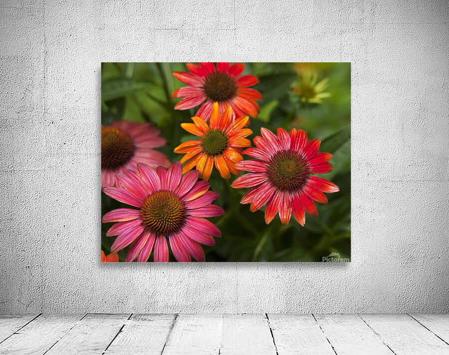 FlowersPlants 50 Wall Preview