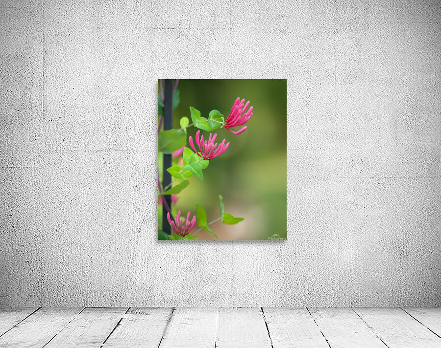 FlowersPlants 61 Wall Preview