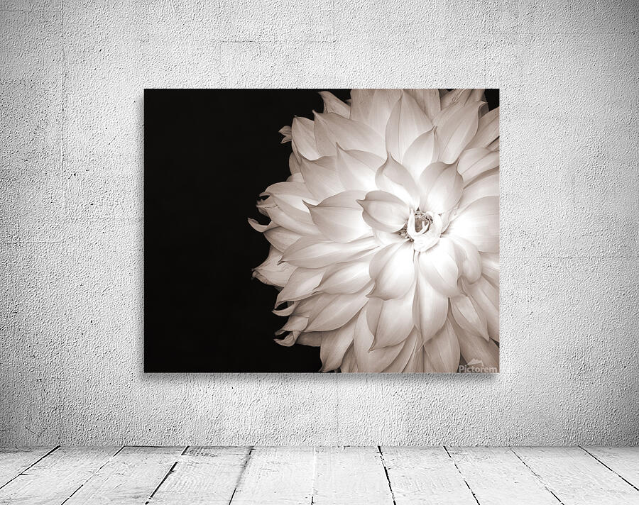 FlowersPlants 63 Wall Preview