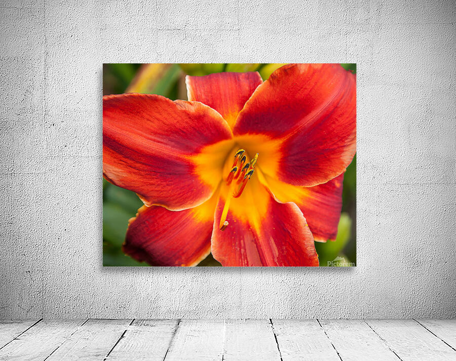 FlowersPlants 65 Wall Preview