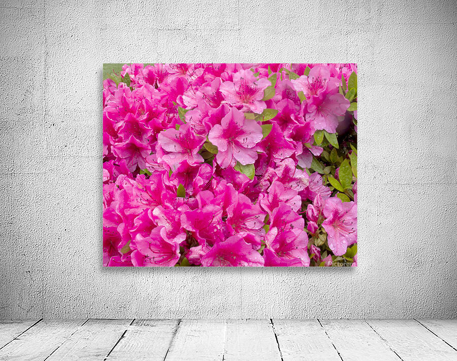 FlowersPlants 67 Wall Preview
