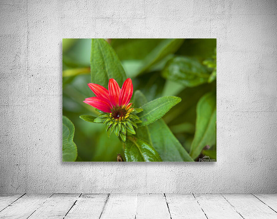 FlowersPlants 72 Wall Preview