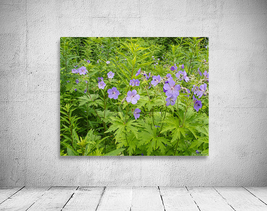 FlowersPlants 73 Wall Preview