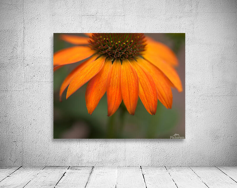 FlowersPlants 74 Wall Preview