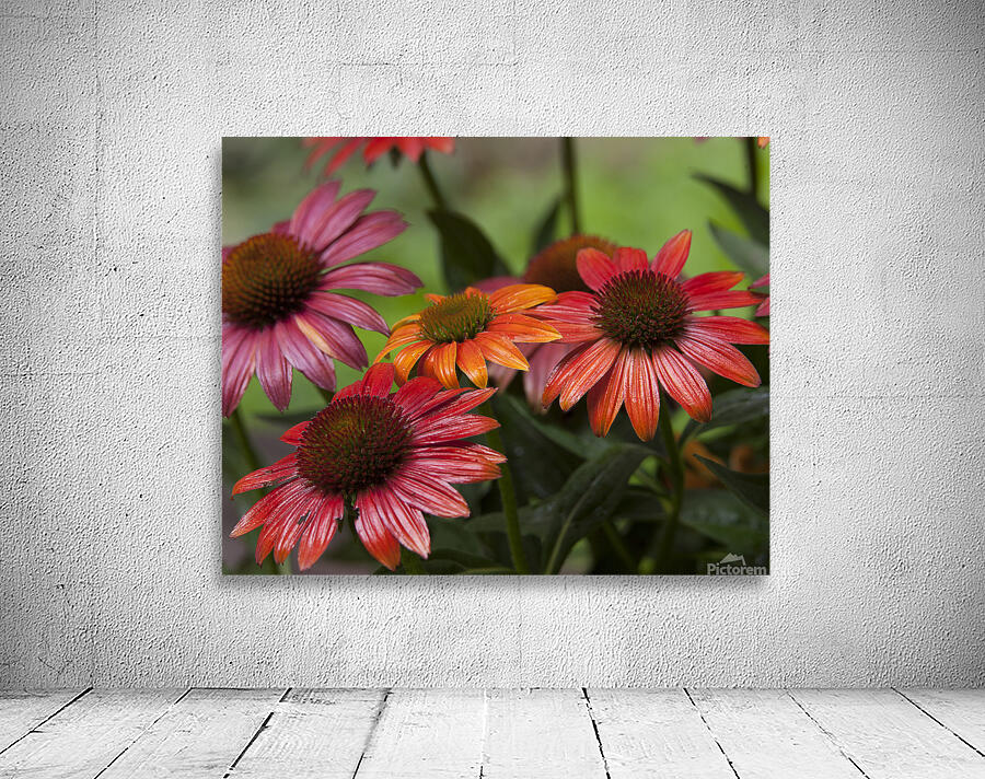 FlowersPlants 76 Wall Preview
