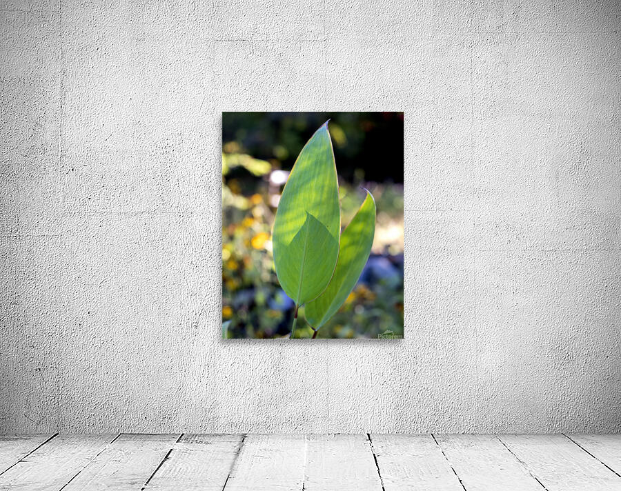 FlowersPlants 78 Wall Preview