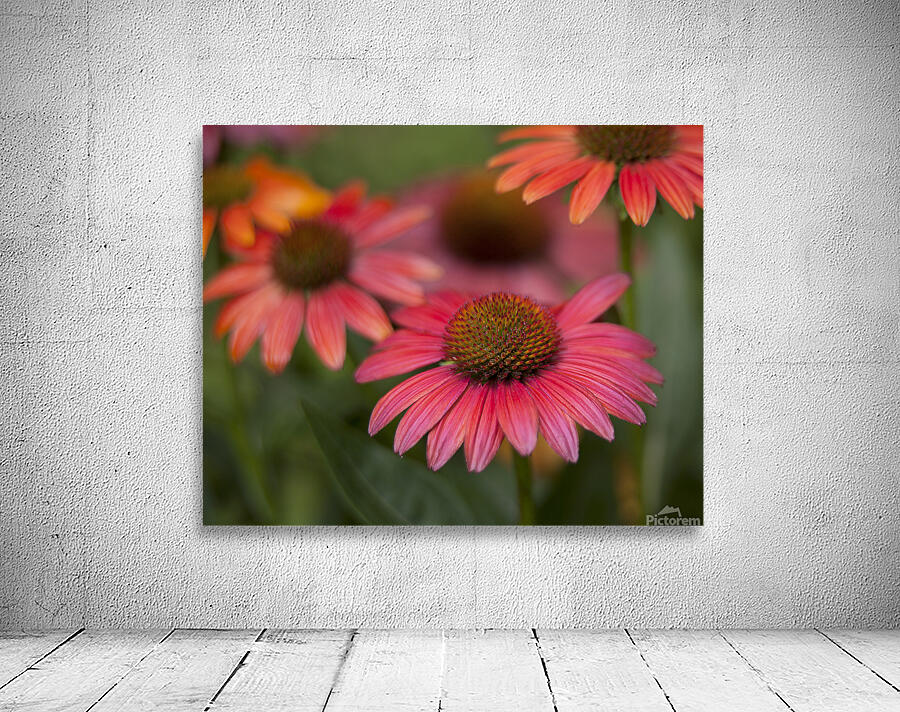FlowersPlants 79 Wall Preview