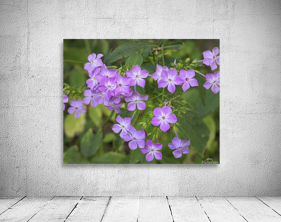 FlowersPlants 80 Wall Preview