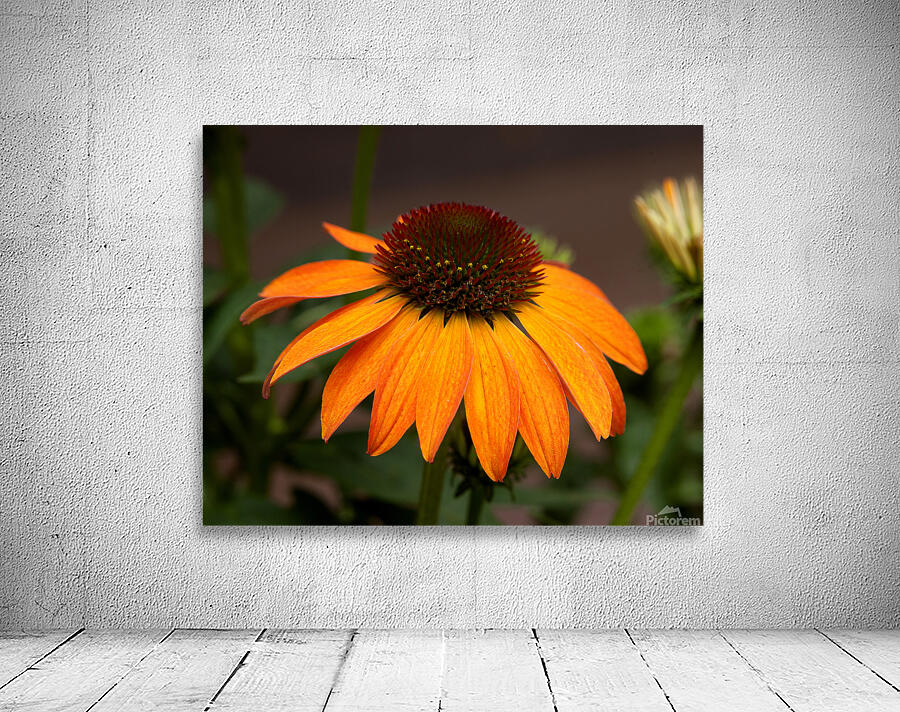 FlowersPlants 81 Wall Preview